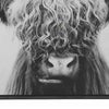 48’’ X 36’’ Wood Frame Highland Cow Wall Art Black and White By Casagear Home BM207178