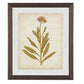 Wooden Frame Wall Art with Botanical Design Set of 4 Green and Brown By Casagear Home BM209336