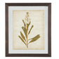 Wooden Frame Wall Art with Botanical Design Set of 4 Green and Brown By Casagear Home BM209336