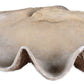 Uttermost Clam Shell Bowl By Casagear Home