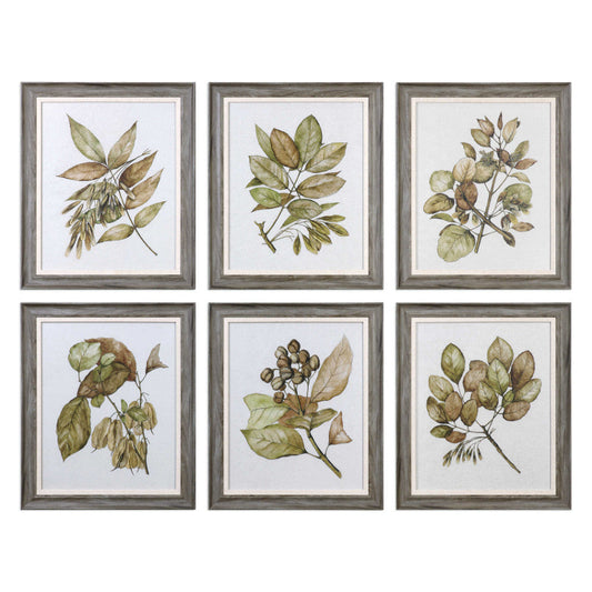 Uttermost Seedlings Framed Prints S/6 By Casagear Home