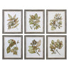 Uttermost Seedlings Framed Prints S/6 By Casagear Home