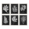 Uttermost Foliage Framed Prints, S/6 By Casagear Home