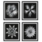 Uttermost Contemporary Floret Framed Prints, Set of 4 By Casagear Home