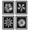 Uttermost Contemporary Floret Framed Prints, Set of 4 By Casagear Home