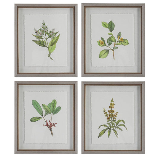 Uttermost Wildflower Study Framed Prints, S/4 By Casagear Home