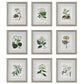 Uttermost Antique Botanicals Framed Prints, S/9 By Casagear Home