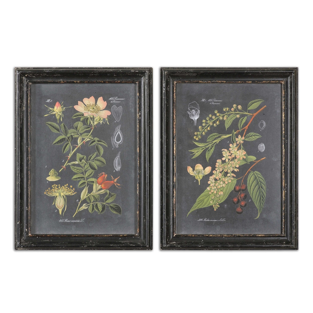 Uttermost Midnight Botanicals Wall Art S/2 By Casagear Home