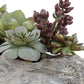 Uttermost Charita Lush Succulents By Casagear Home UT-60174