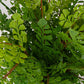 Uttermost Maidenhair Fern In Oxidized Container UT-60237