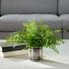 Uttermost Maidenhair Fern In Oxidized Container UT-60237