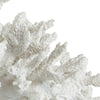 Lily 10 Inch Faux Coral Accent Sculpture Polyresin Decorative Piece White By Casagear Home BM284967